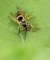 Vespula vulgaris