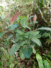 Miconia calvescens