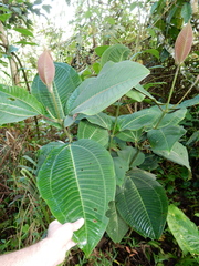 Miconia calvescens