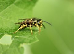 Vespula vulgaris