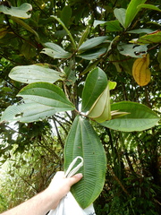 Miconia calvescens