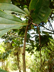 Miconia calvescens