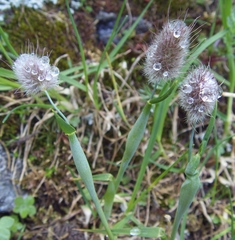 Alopecurus glacialis