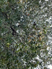 Brachychiton populneus