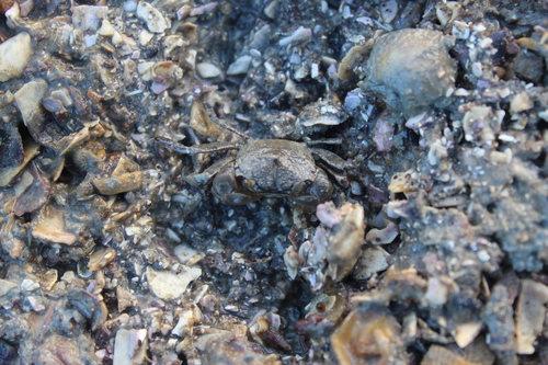 Austrohelice crassa