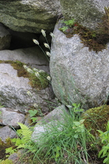 Alopecurus glacialis