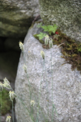 Alopecurus glacialis