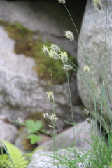 Alopecurus glacialis