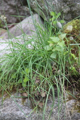 Alopecurus glacialis
