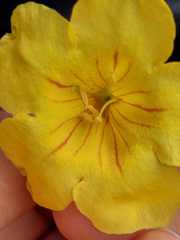 Allamanda cathartica
