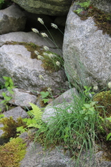 Alopecurus glacialis