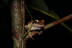 Pristimantis fenestratus