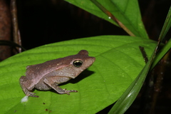 Rhinella proboscidea
