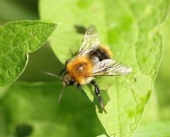 Bombus pascuorum