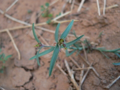 Euphorbia dracunculoides image