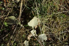 Verbascum rotundifolium