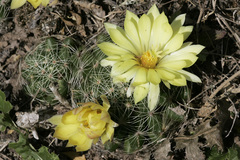 Mammillaria sphaerica