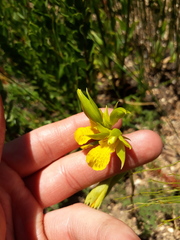 Orthochilus litoralis