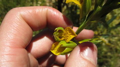 Orthochilus litoralis