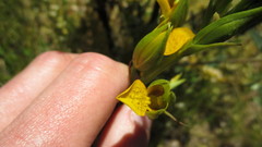 Orthochilus litoralis