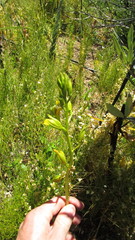 Orthochilus litoralis