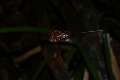 Micrathena clypeata