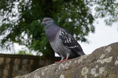 Columba livia domestica