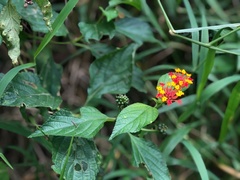 Lantana × strigocamara