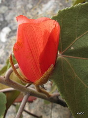 Andringitra macrantha image