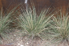 Muhlenbergia lindheimeri
