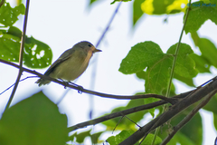 Vireo bellii