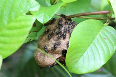 Brachygastra scutellaris