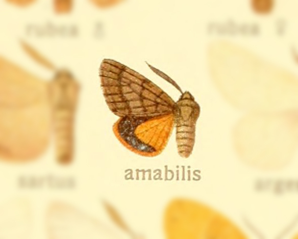 Ocneria amabilis