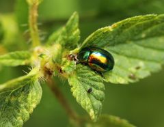 Chrysolina fastuosa