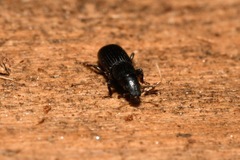 Rhyncolus punctatulus