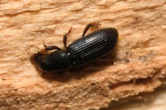 Rhyncolus punctatulus