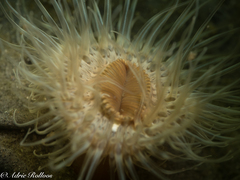 Sagartiogeton undatus