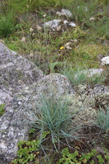 Alopecurus glacialis