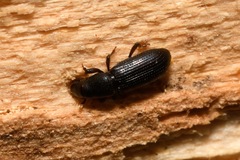 Rhyncolus punctatulus