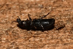 Rhyncolus punctatulus