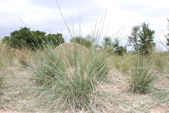 Muhlenbergia lindheimeri