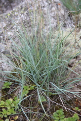 Alopecurus glacialis