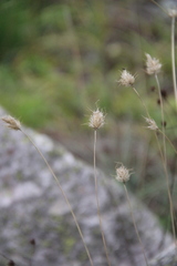 Alopecurus glacialis