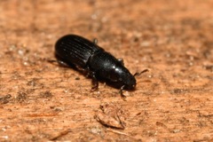 Rhyncolus punctatulus