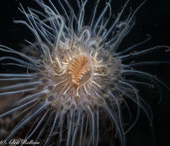 Sagartiogeton undatus