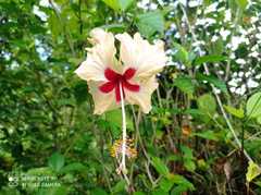 Hibiscus × archeri