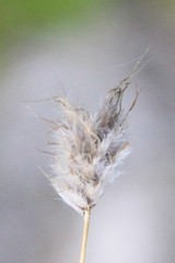 Alopecurus glacialis