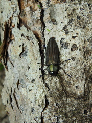 Actenodes chalybaeitarsis