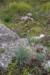 Alopecurus glacialis
