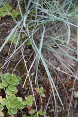 Alopecurus glacialis